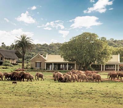 A large herd of Elephants romaing freely in front of a guesthouse in Addo National Elephant Park