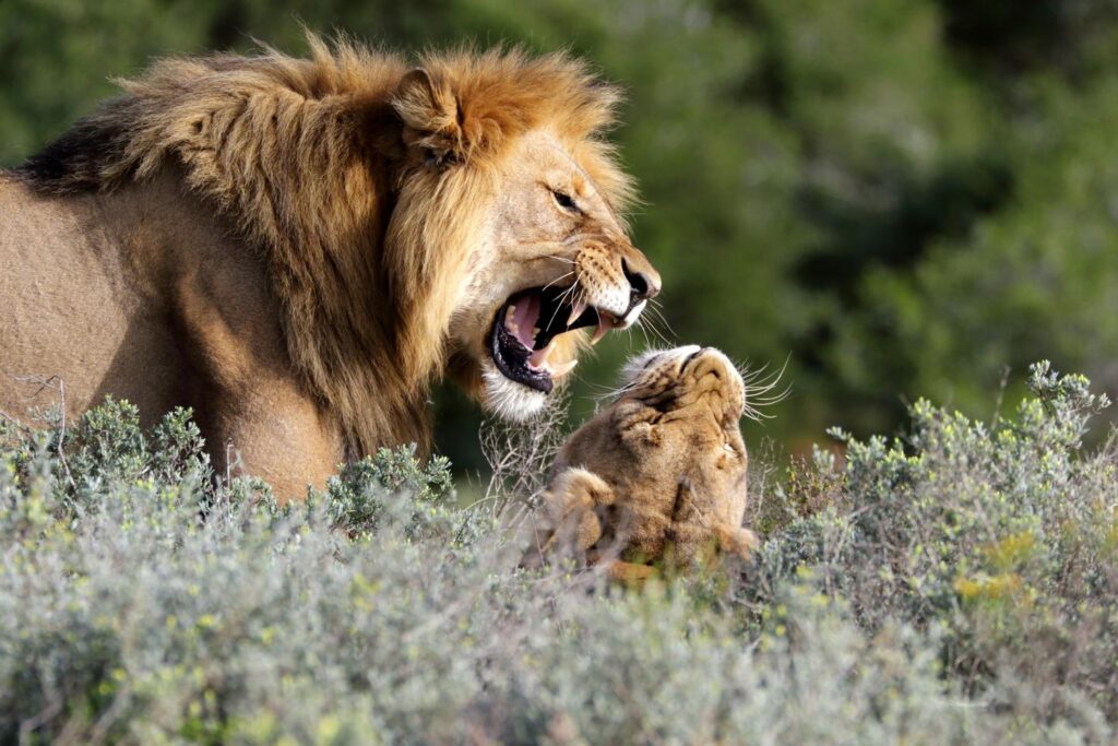 Lions "bantering" king of africa.