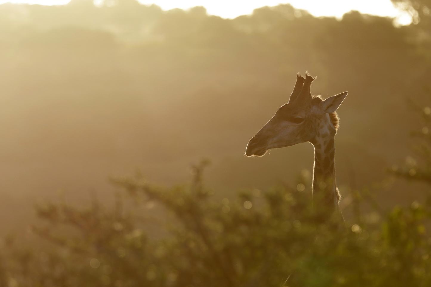 Giraffe sticking it's head out between the trees at Amakhala with the sun rays almost silhouetting it.