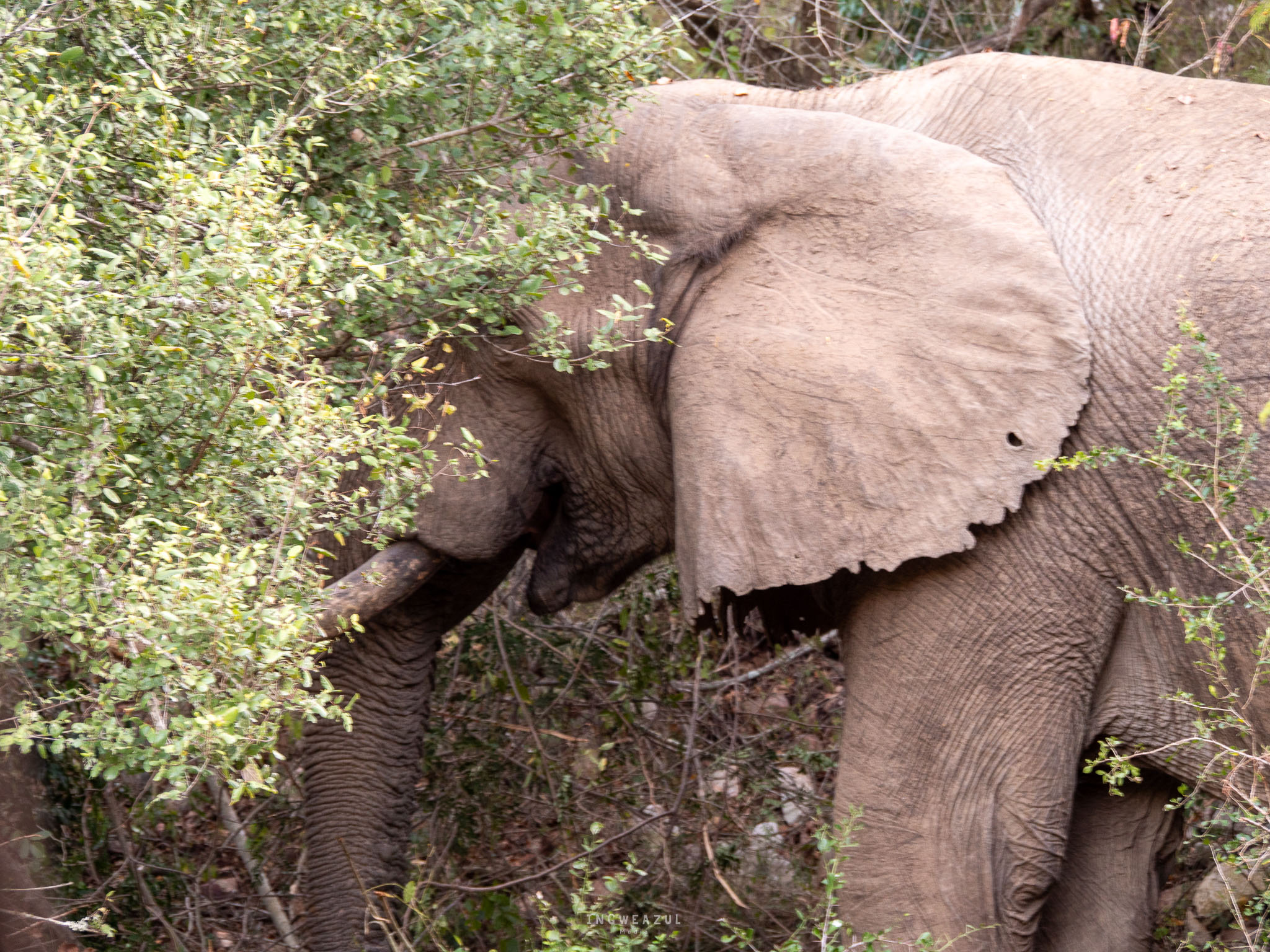 Elephant Bull eating off a tree in close proximity to the Safari Vehicle.