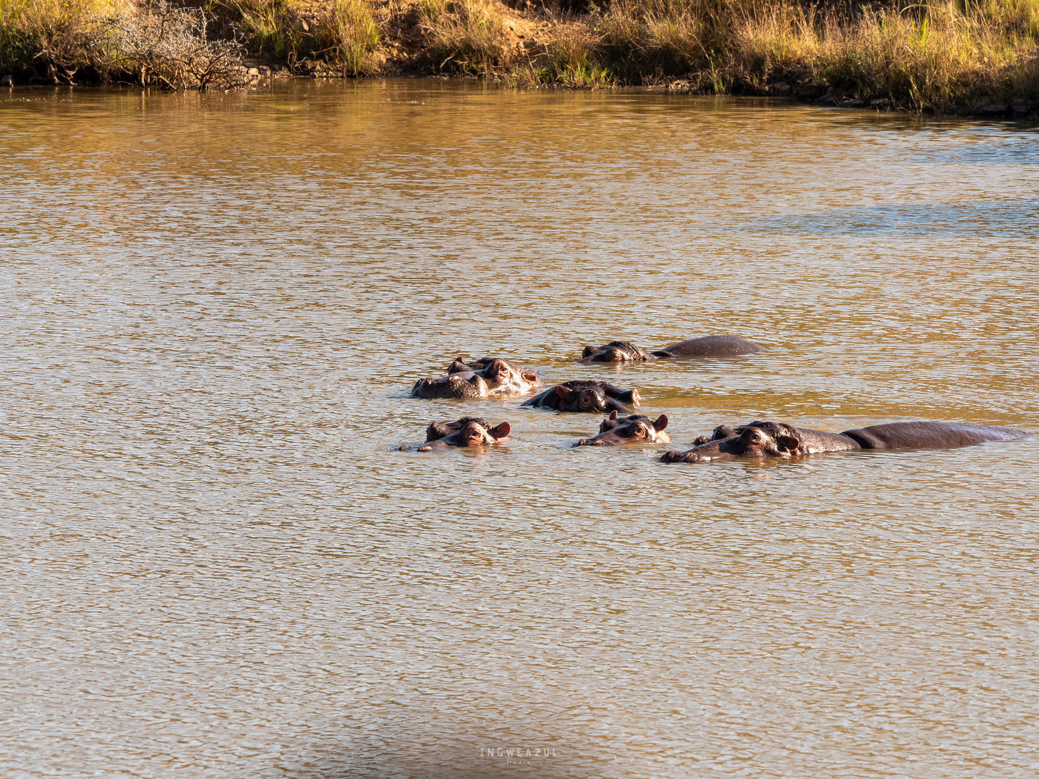 Hippos in a hippo pond on Babanango Game Reserve heads all sticking out of the water