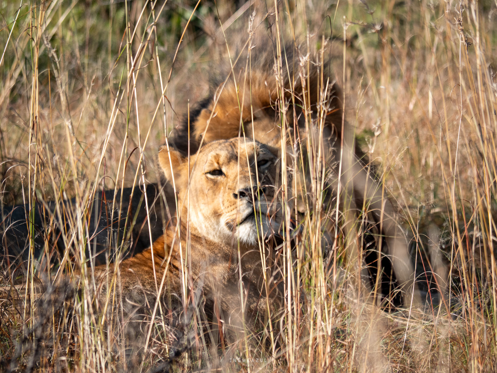 Male and Female Lion sitting together in the sun in courtship hidden in tall grass