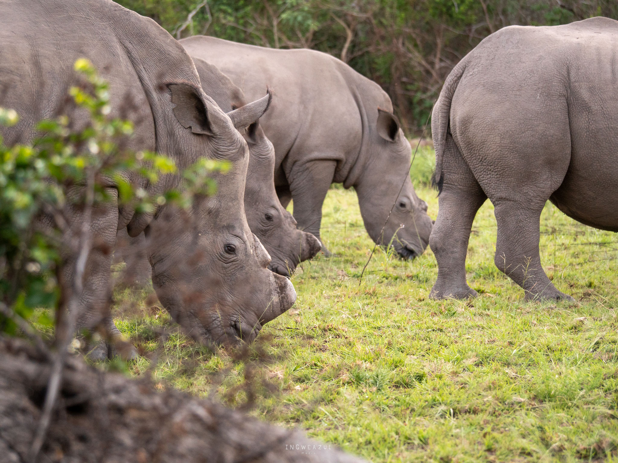 De-horned rhino grazing in an open field.