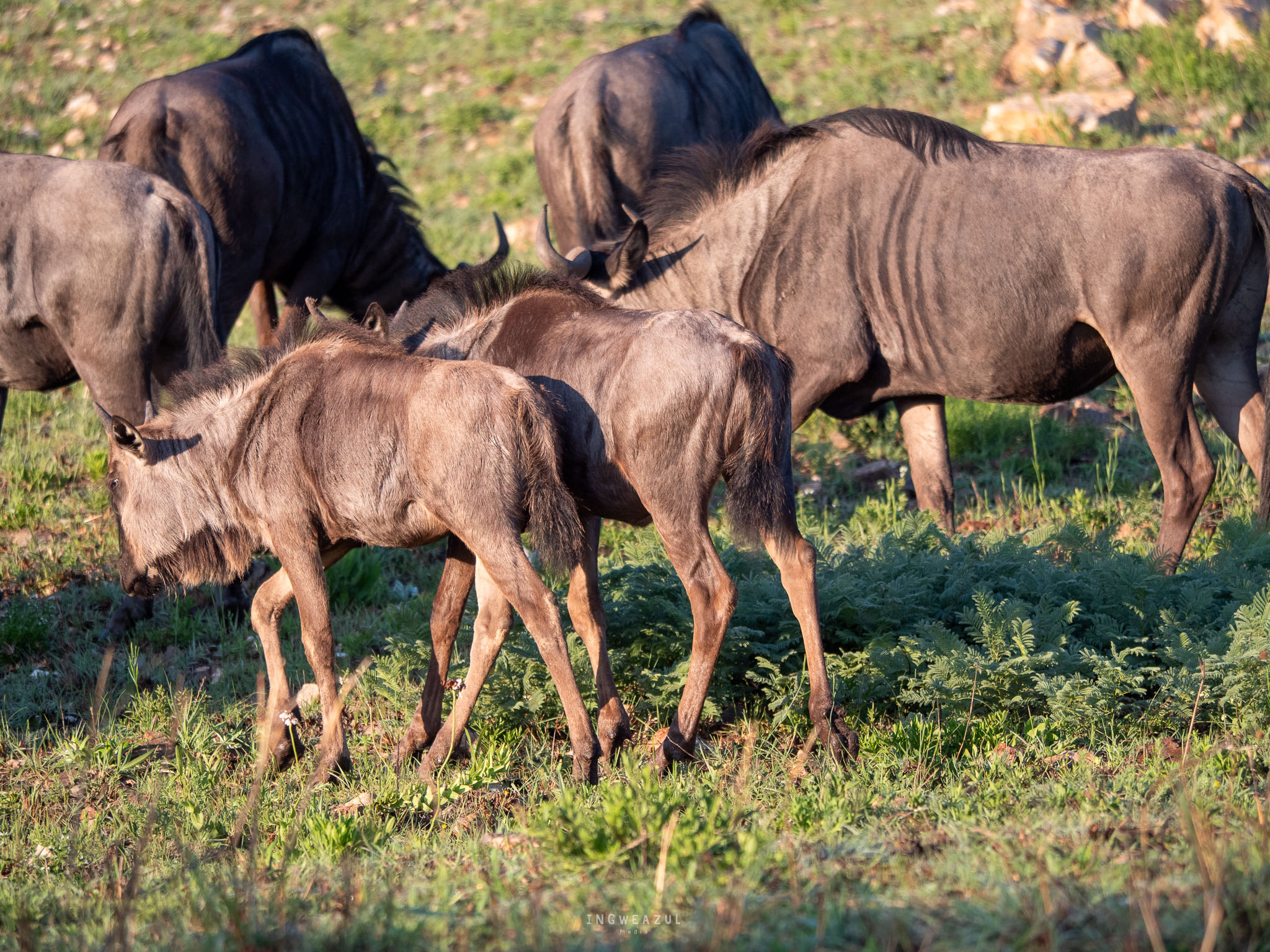 Wildebeest roaming open land on Babanango Game Reserve