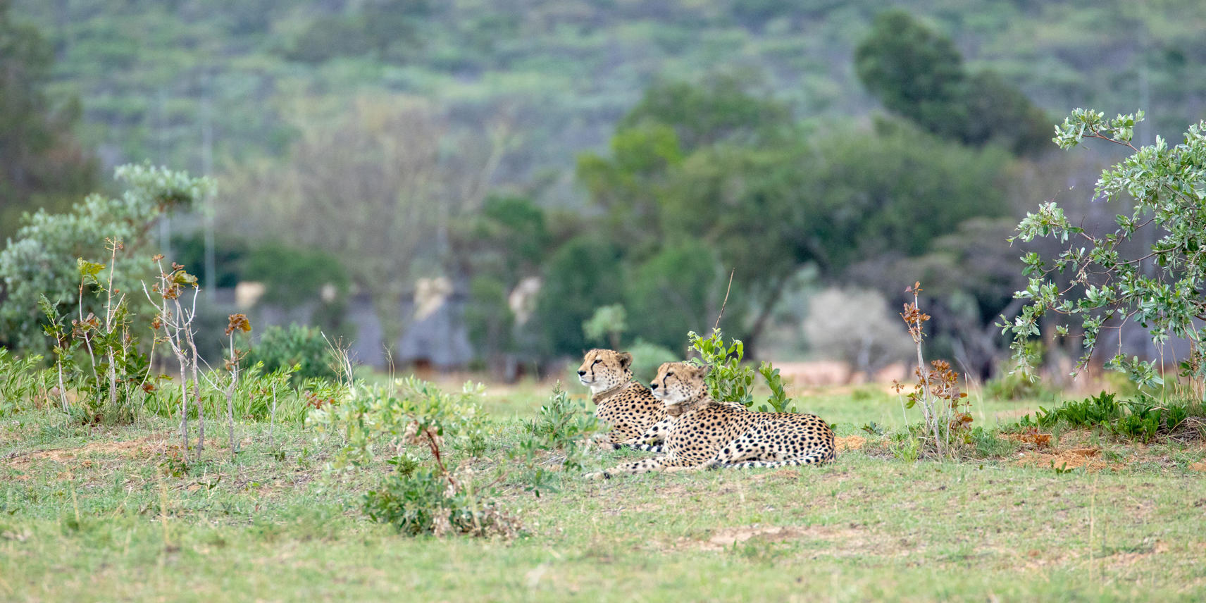 2 cheetah in Entabeni lying in the open with scattered bushes and a few trees.