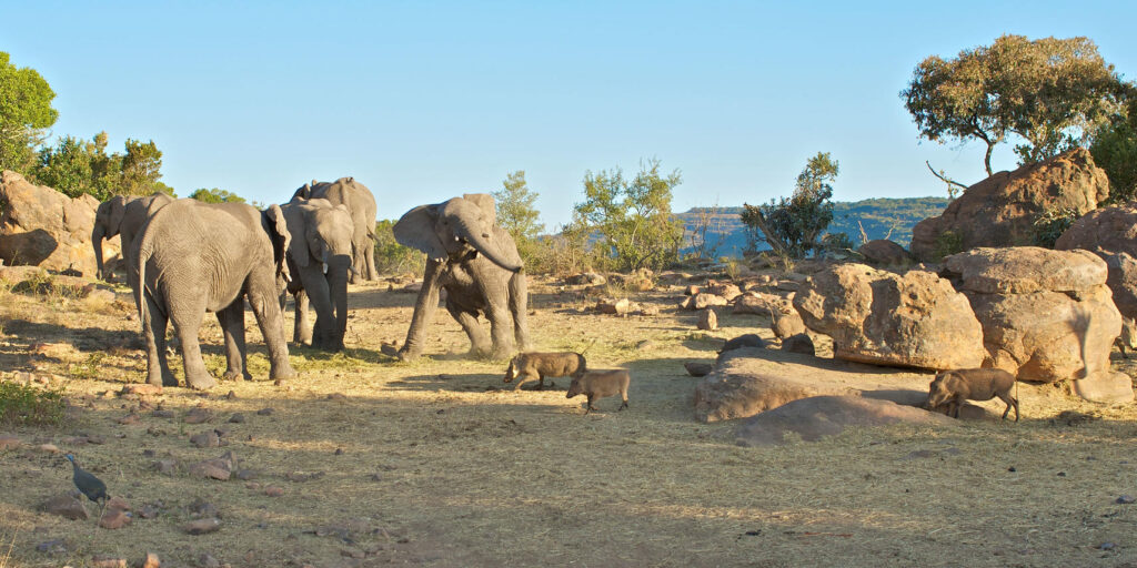 Playful elephants at Entabeni with a mischievious warthog accompanying them