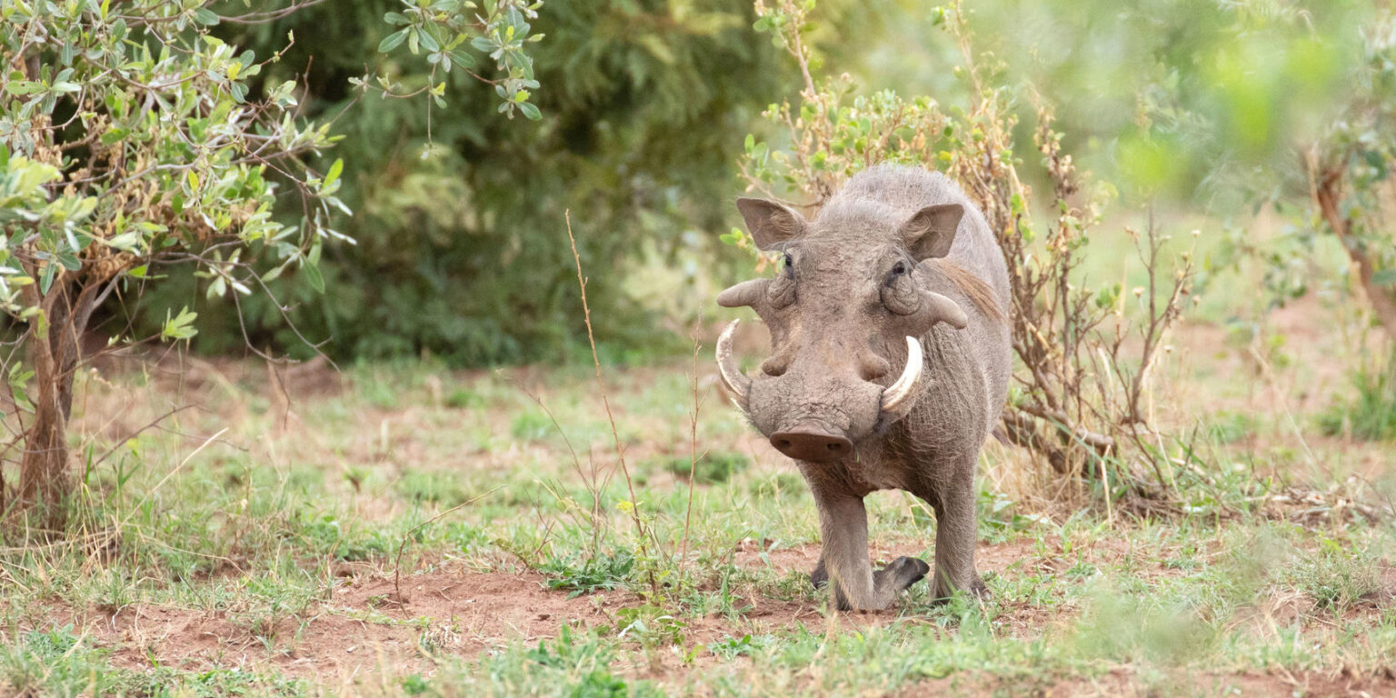 Entabeni Entabeni Game Reserve Safaris & Tours | Indigo Safaris