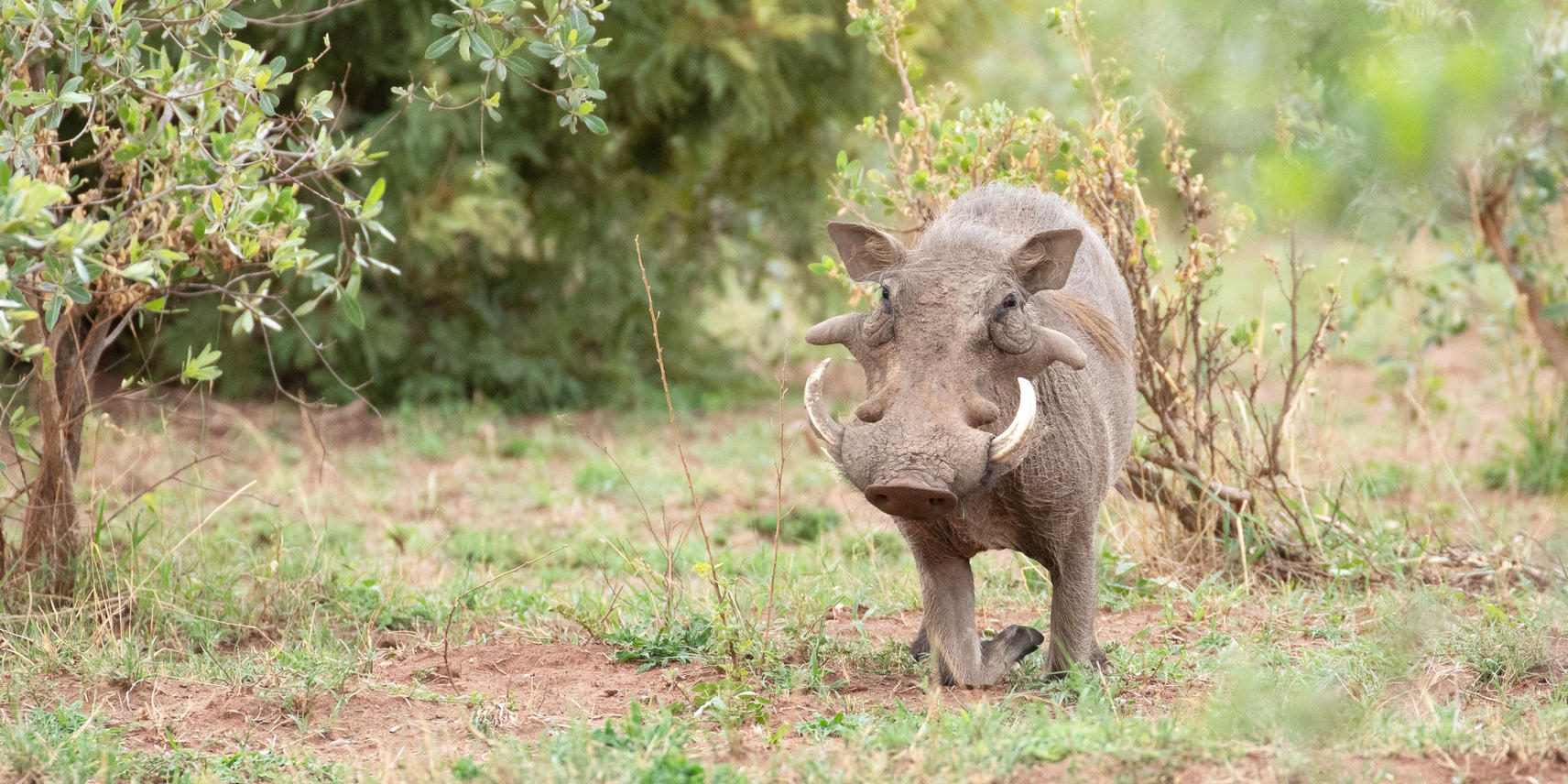 Warthog kneeling on one leg for scavenging food in the soil.