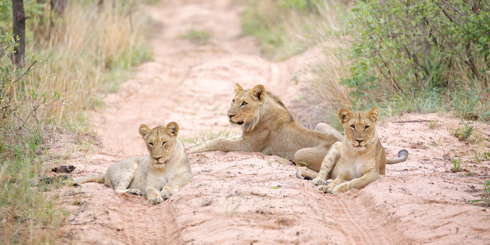 3 young lions enjoying the sand of the dirt road, all lying down.