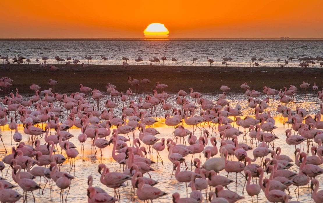 A large flock of Flamingoes on the Skeleton Coast at Sunset close to Swakopmund