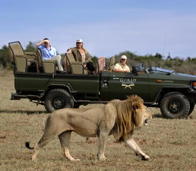 Lion Males walking by a safari vehicle with Addo Elphant Park guests observing the magnificent beast.