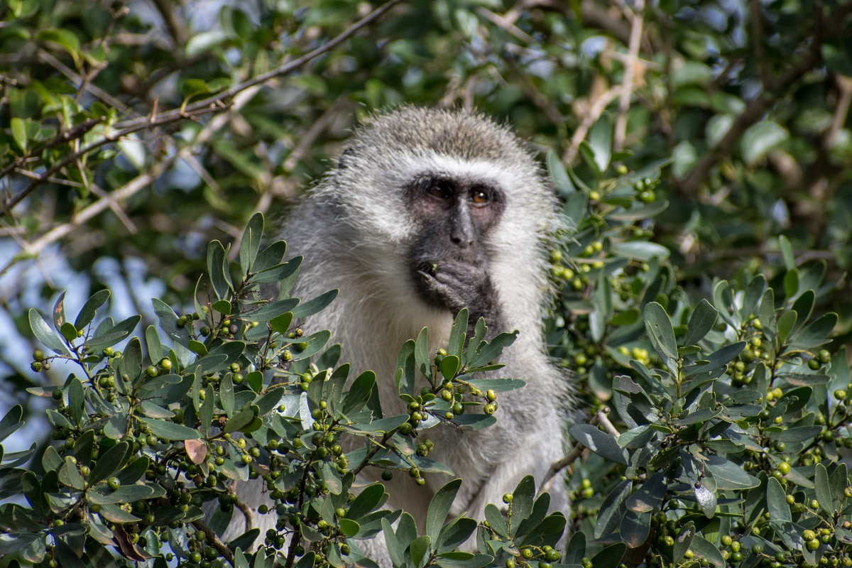 Vervet Monkey in a tree.