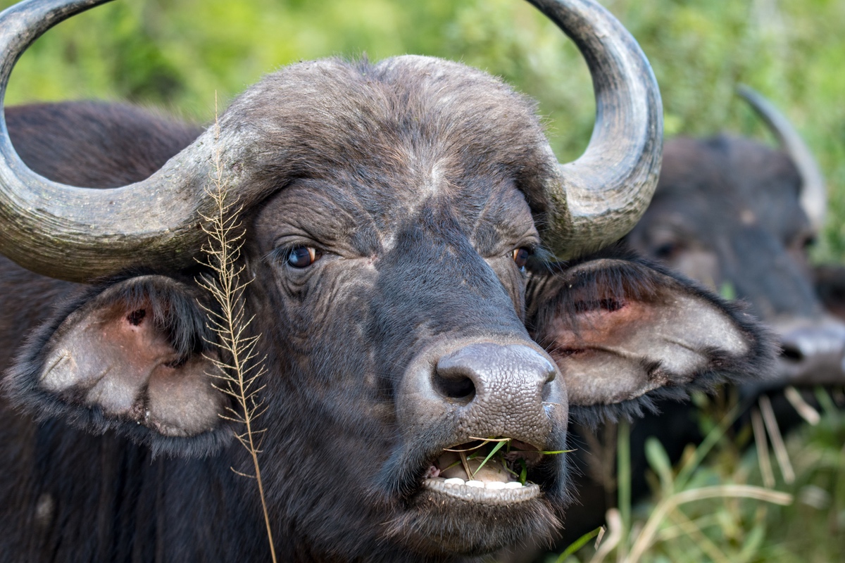 Buffalo male