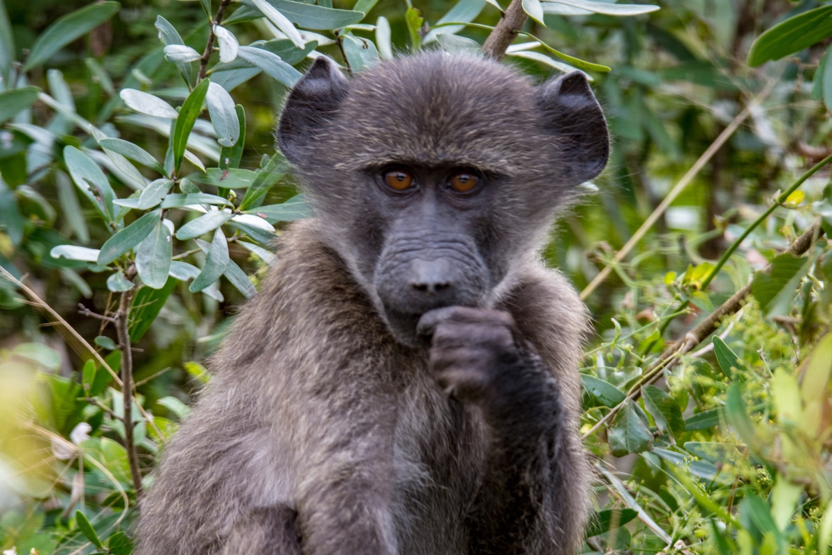 Baboon Baby