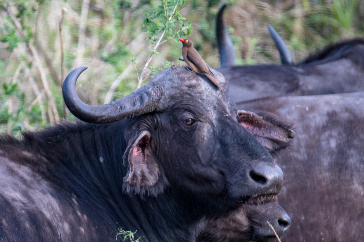 Buffalo herd.