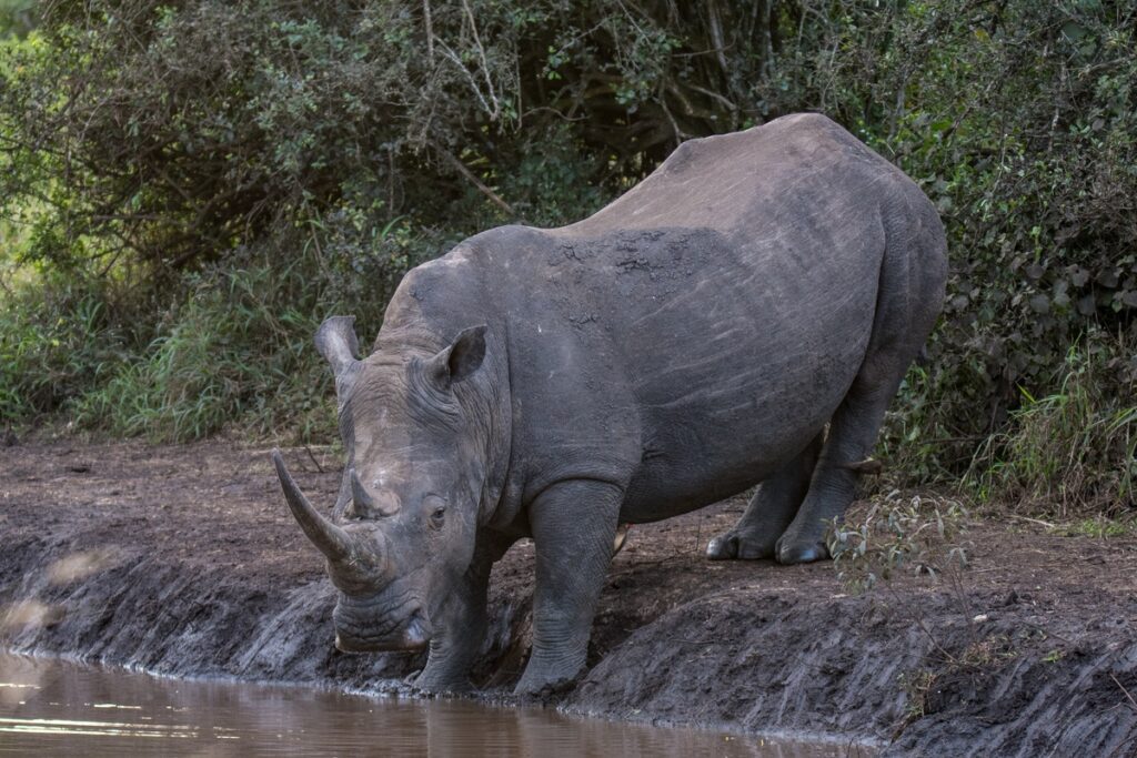 Rhino bull taking a drink at the water hole