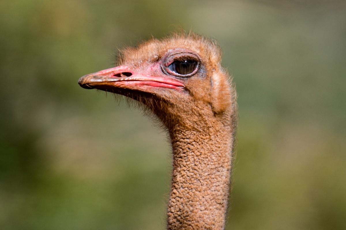 ostrich face with blurred background.