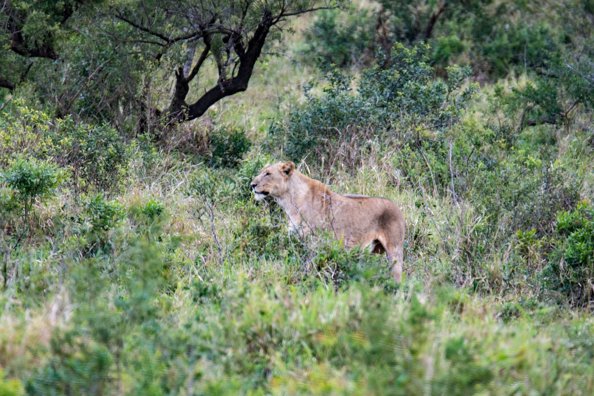 Lioness walking among green grass