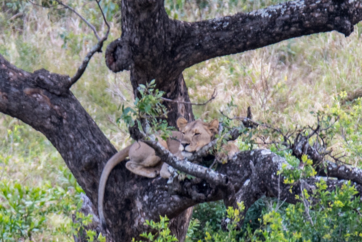 Lioness resting on a low tree branch.