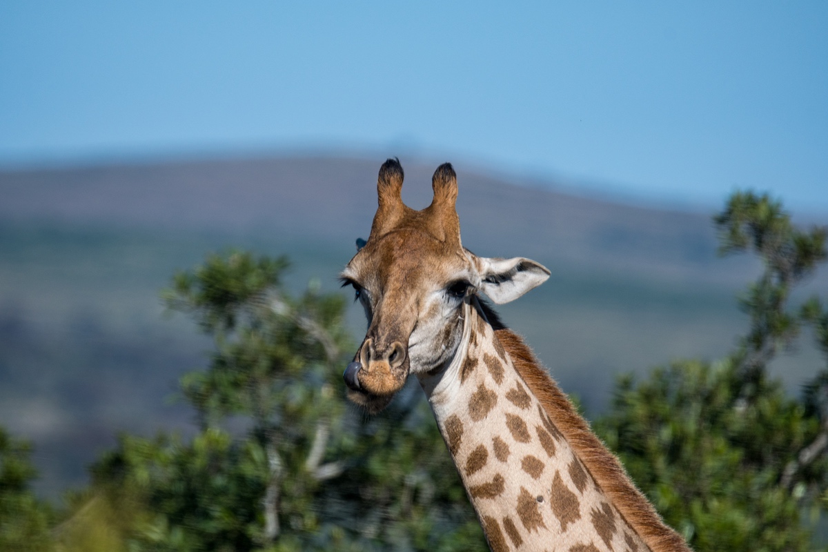 Giraffe Head among the trees - showing fully.