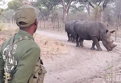 Community Member in the Imvelo Trust safeguarding 2 white rhino