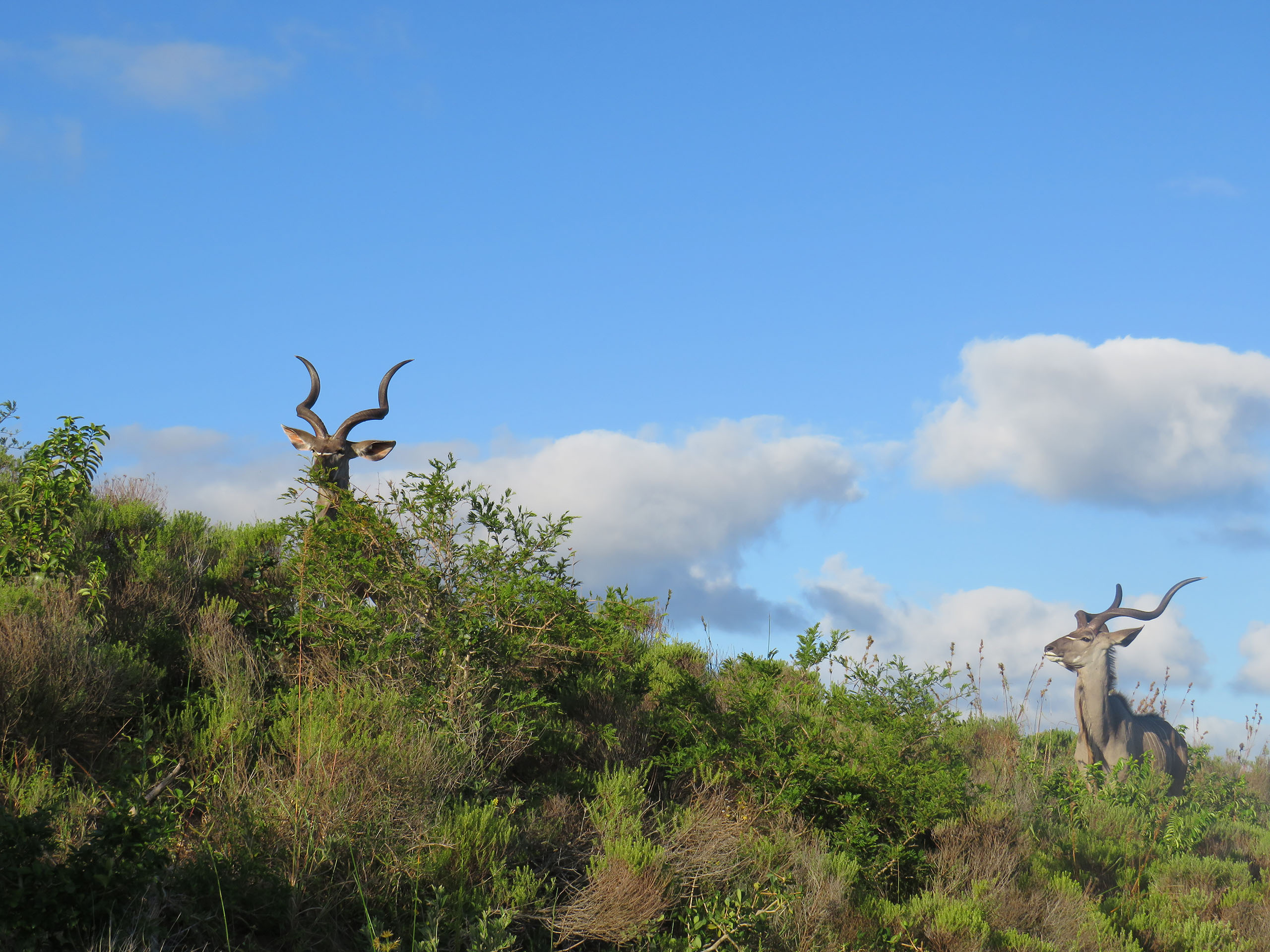 2 Kudu Bull walking up a small hill, keeping themselves hidden from the oncoming Safari Vehicle.