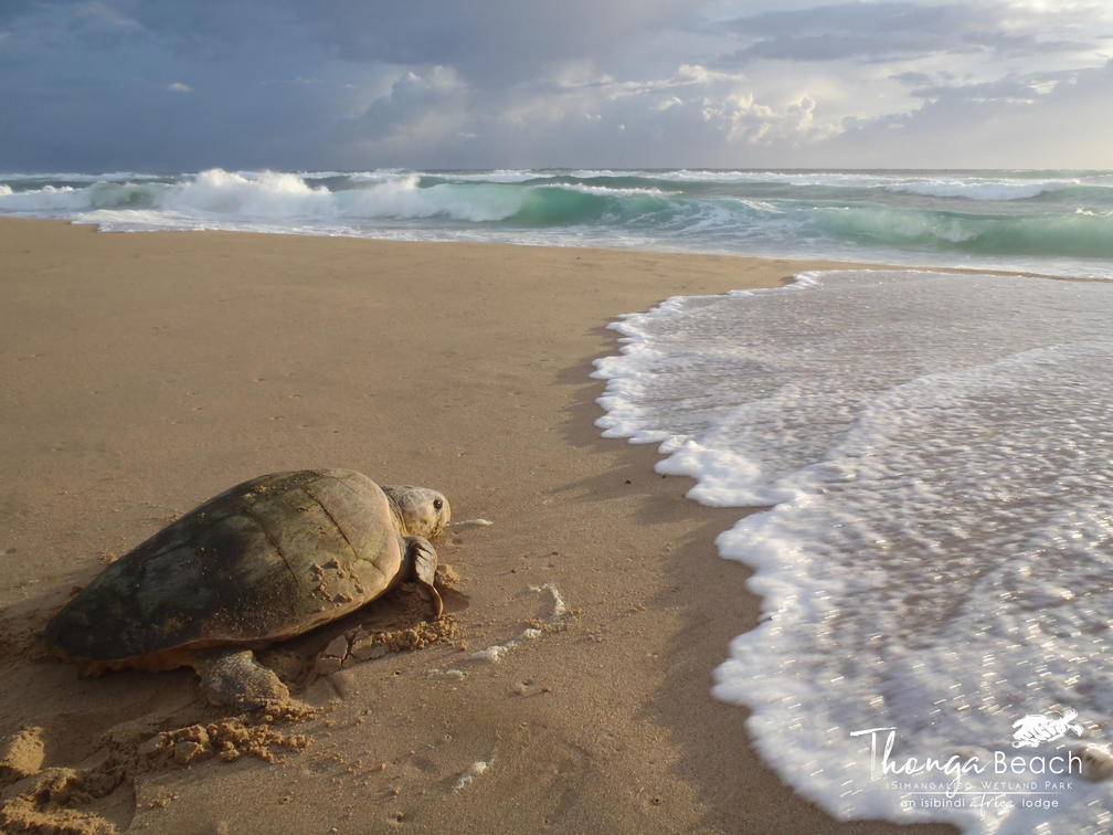 Turtle Nesting on the Beach of Maputaland