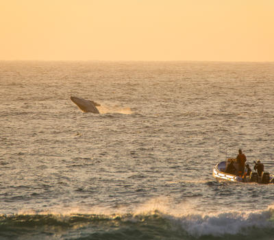 Whale breaching in the sunrise, just ahead of dive boat that's just launched for scuba diving.