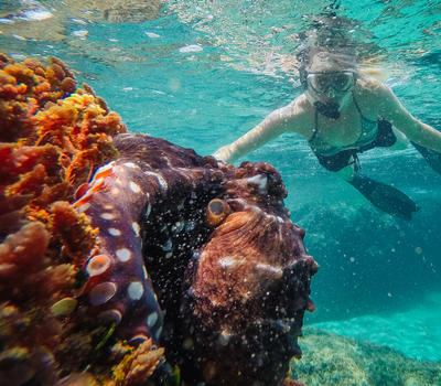 Snorkeller in crystal clear, turquiose, waters