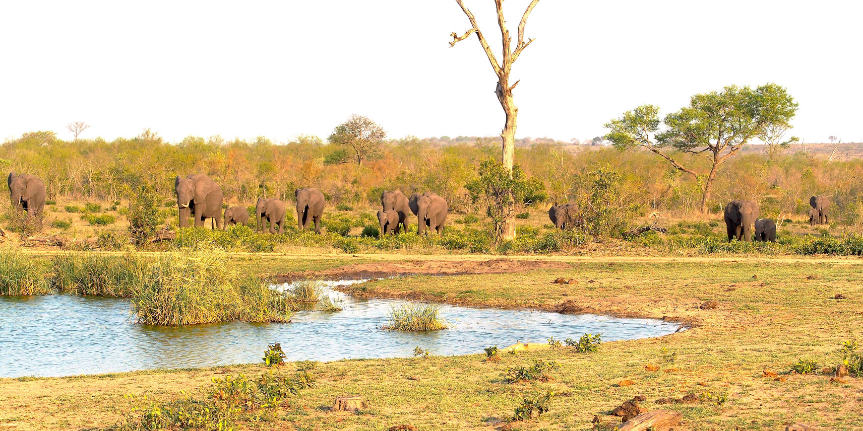 Elephants coming in for a drink