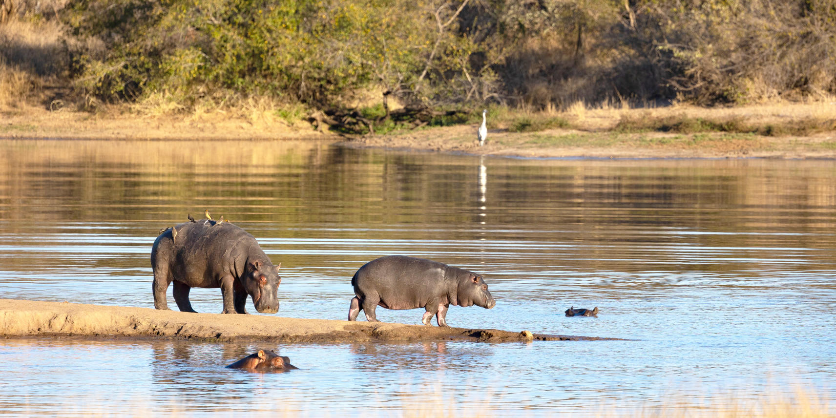 Hippos at the water's edge