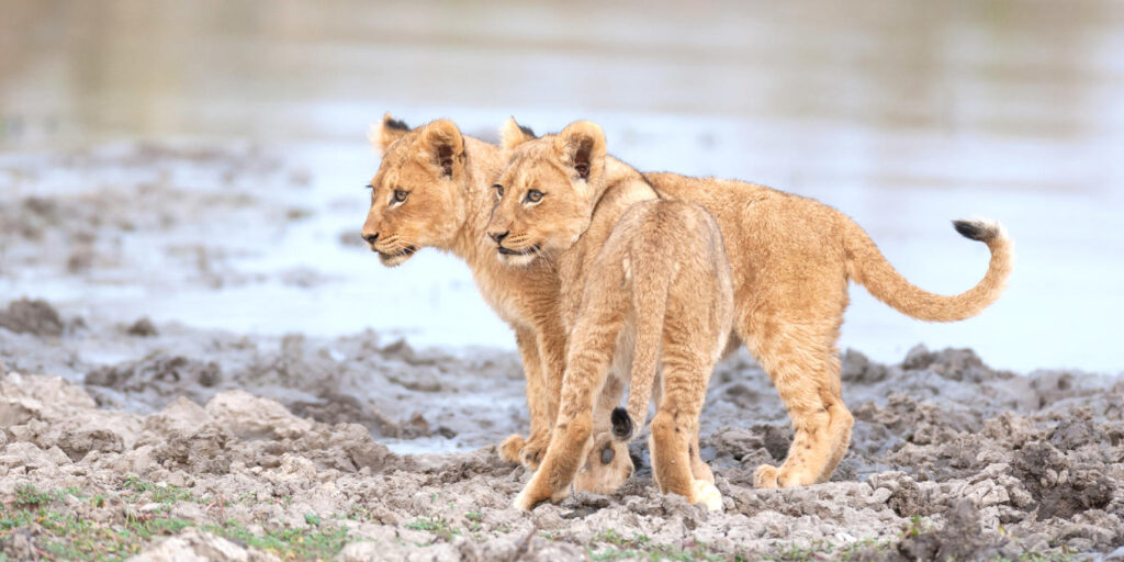 Lion cubs walking away from the water's edge.