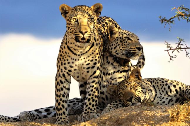 2 leopards in a tree, one is lying down taking a nap while the other is standing up on front paws looking at the camera.