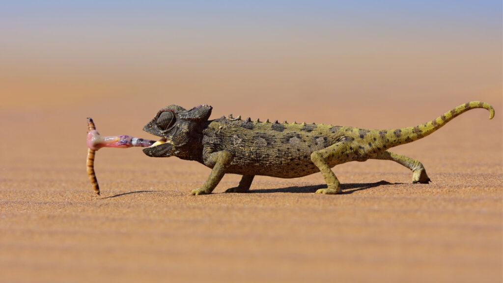 A chameloon in the desert that has caught
