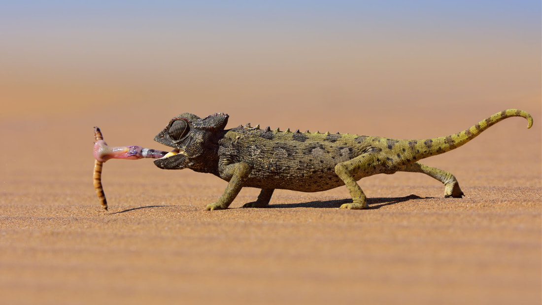 A chameloon in the desert that has caught