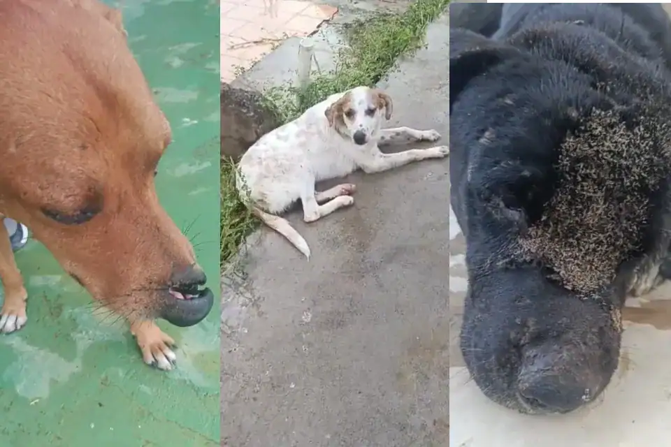 St Nicholas Aminal Rescue Dominica highlighting abused animals