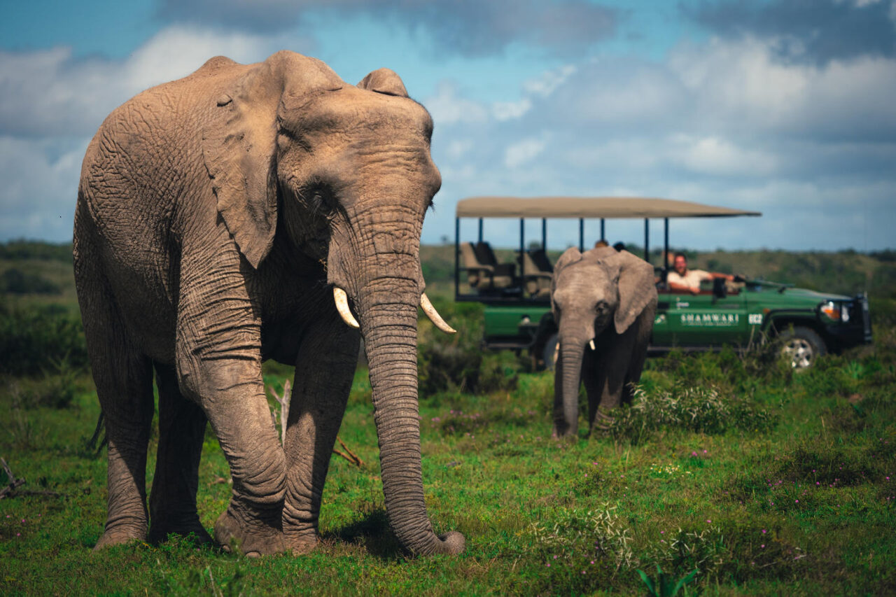 2 elephants walking away from a Safari Vehicle in the background. Africa is the home to the world's largest terrestrial animal