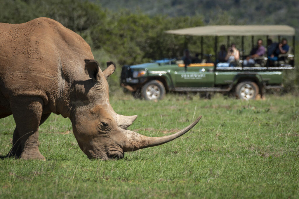 Rhino grazing in the plain with Safari vehicle in the background and guests observing and taking photos.
