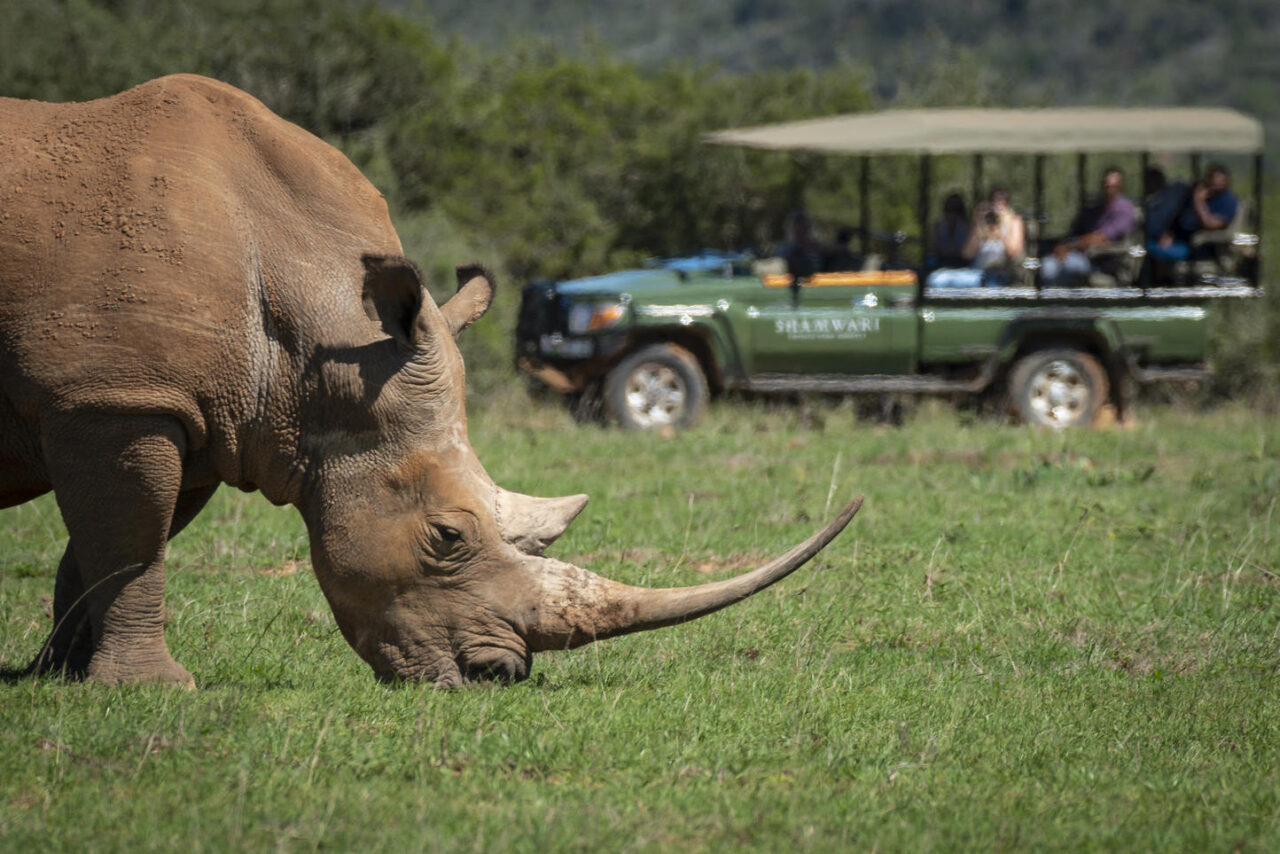 Rhino grazing in the plain with Safari vehicle in the background and guests observing and taking photos.