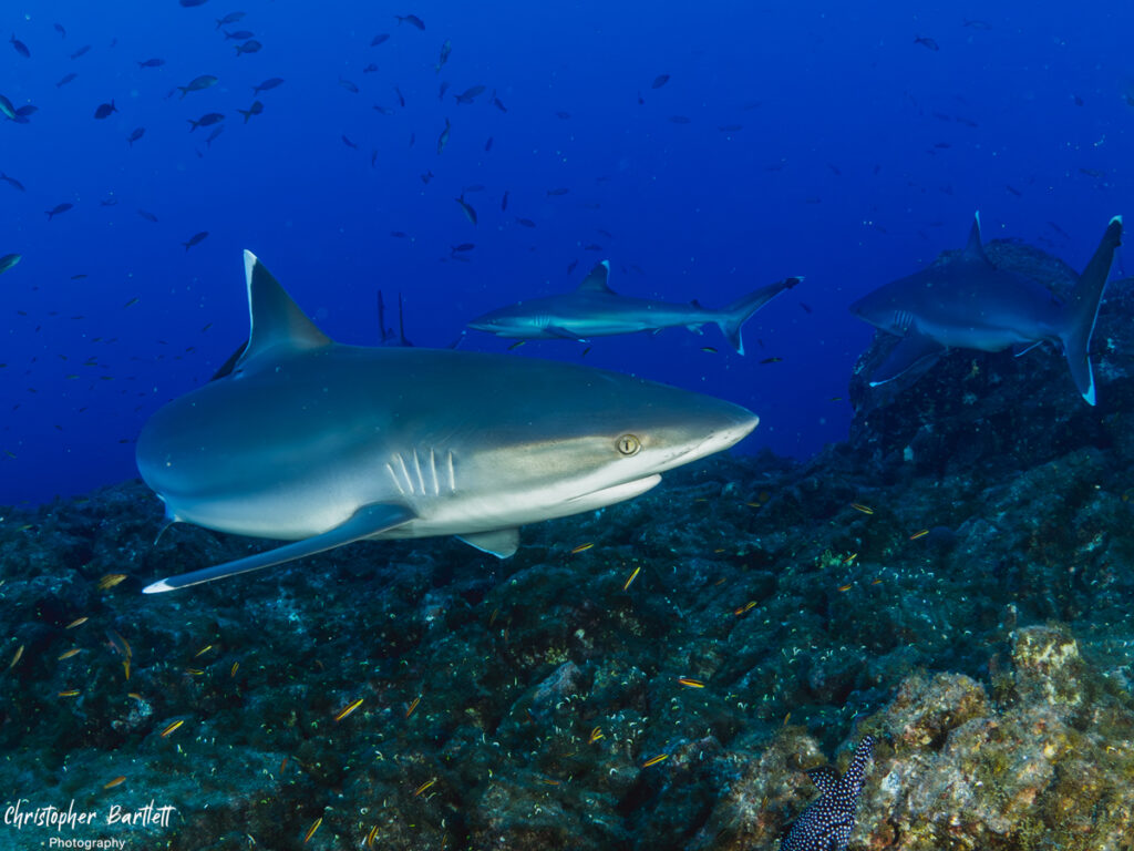 Socorro_silvertip_shark