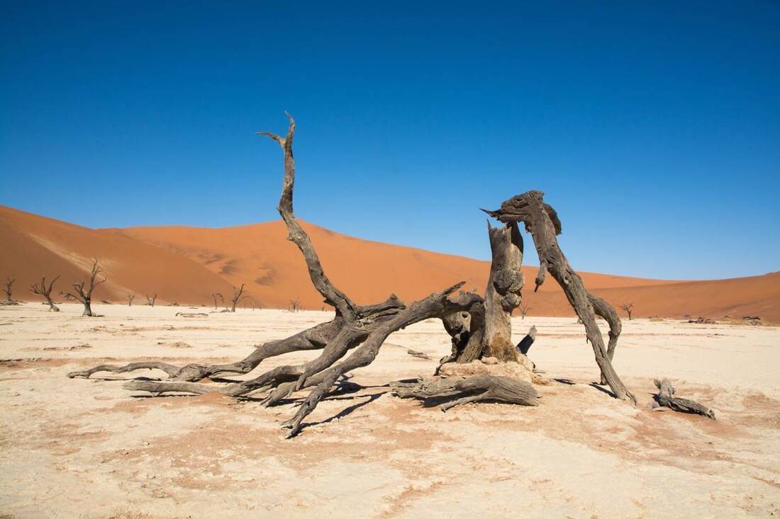 Dead broken tree in a white desert sand land scape and sand dunes in the background in Sossusvlei