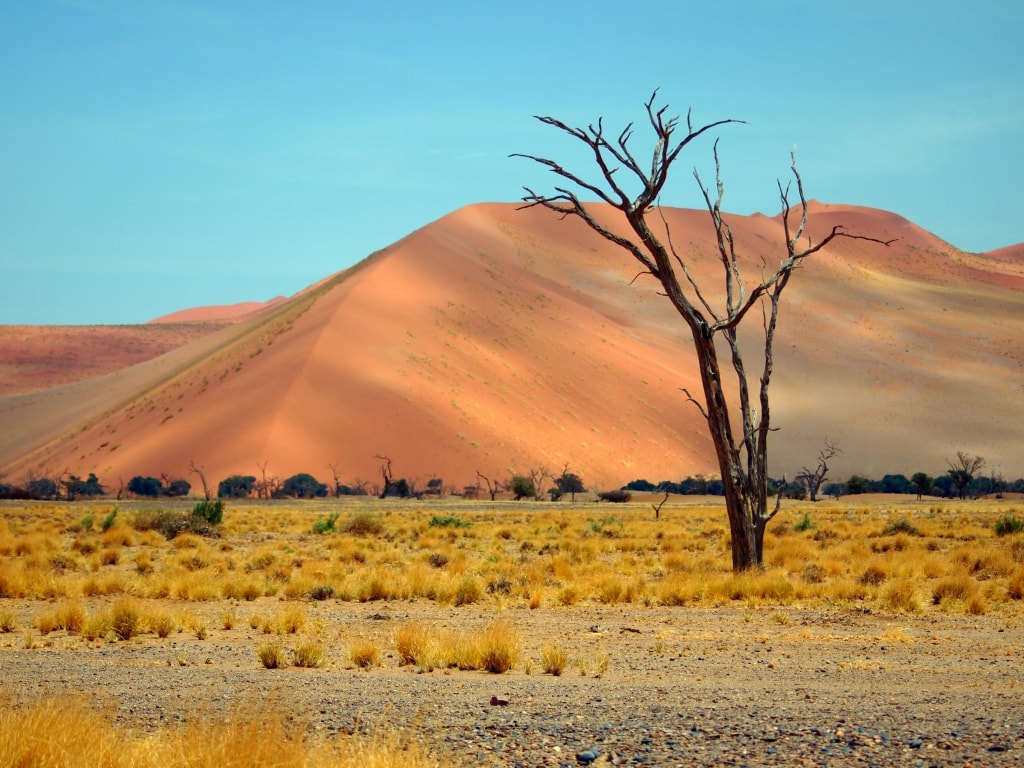 Single dead tree surrounded by scattered tufts of desert grass and a large sand dune in the back ground