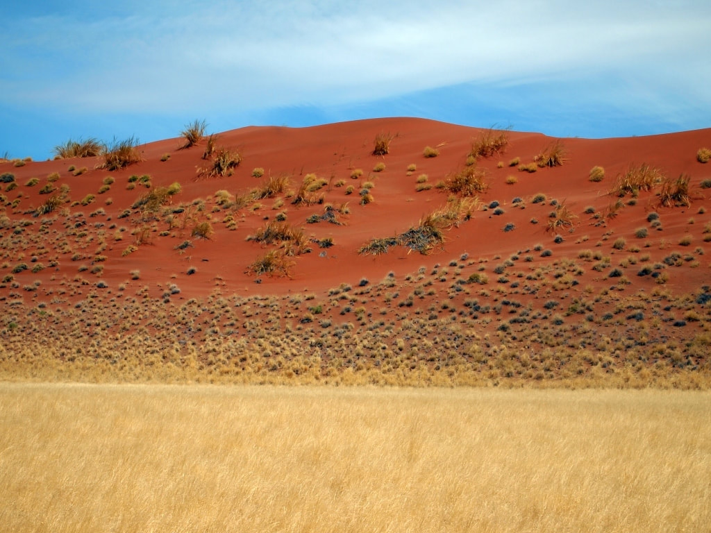 Dry landscape of grass with red dune sparsely inhabited by bush in Sossusvlei