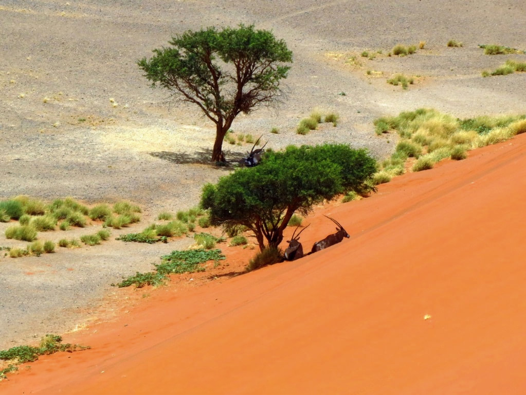 Looking down fromt he top of the dune to 2 trees giving shde to gemsbok in Sossusvlei