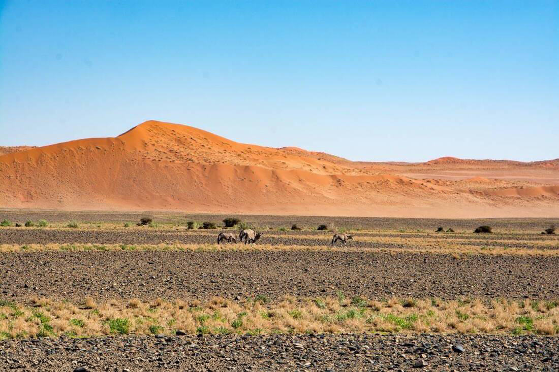 Antelope eating tufts of desert grass framed by a background of dunes in Sossuvlei