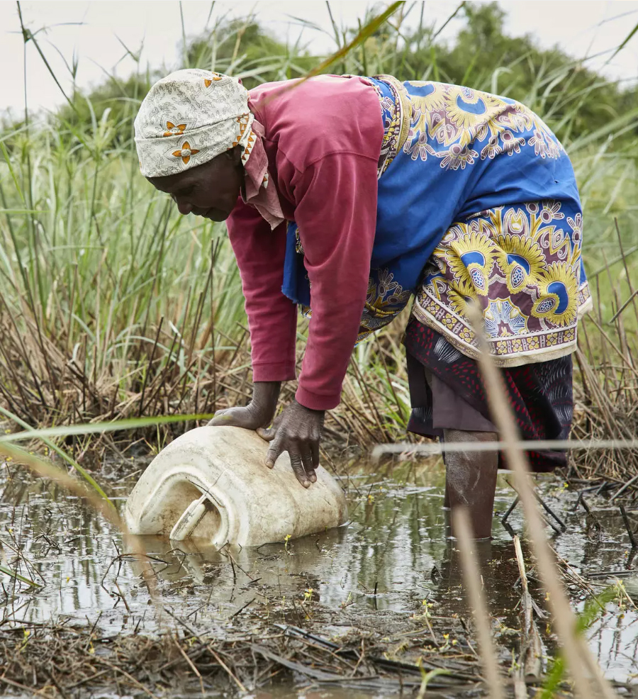 Local Lady Collecting water in a dirty bucket, from a marsh, surrounded by reeds.