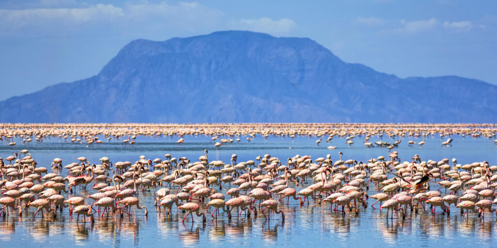 A full Flock of Flamingoes standing in Lake Natron