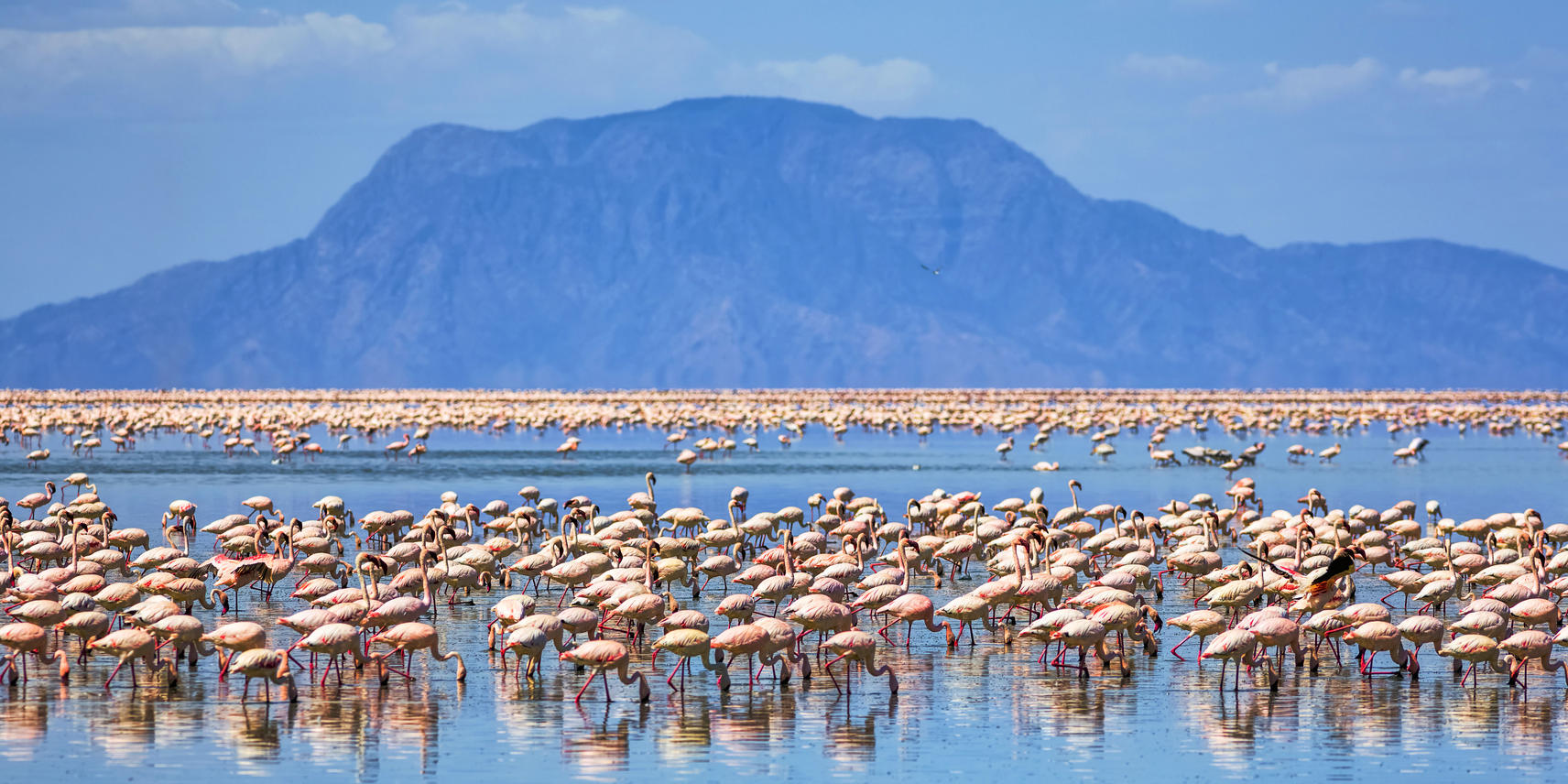 A full Flock of Flamingoes standing in Lake Natron