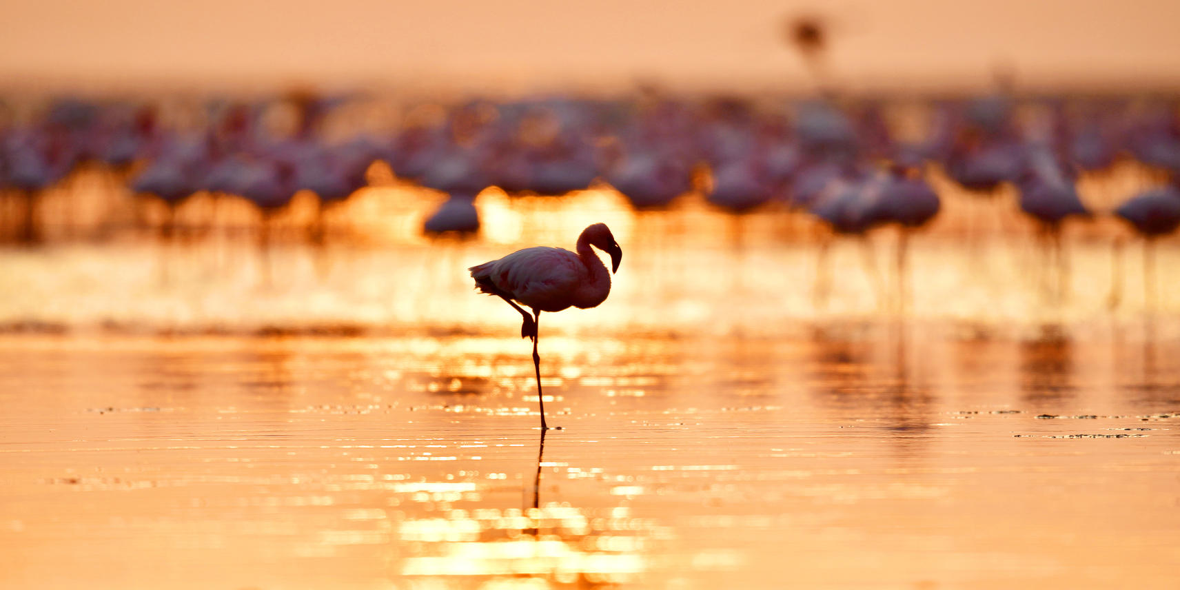 Sunset with a single silhouetted flamingo in the foreground with the sun reflecting from the water into a backdrop of a blurred flock of flamingoes at Lake Natron