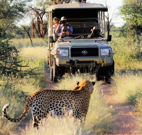 Leopard Tracking Vehicle with Safari goers all taking photos of the leopard on their path ahead of the vehicle in Okonjima.